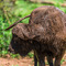 Serengeti NP